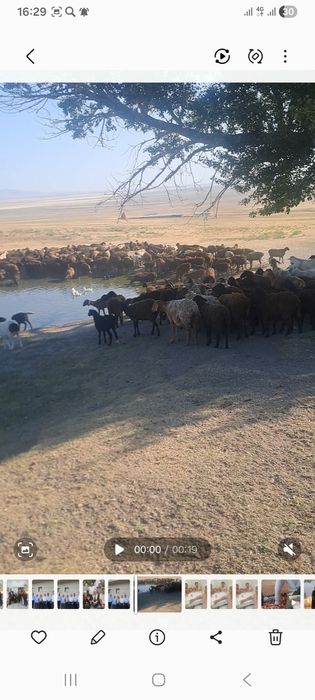 Фазенда сатылады