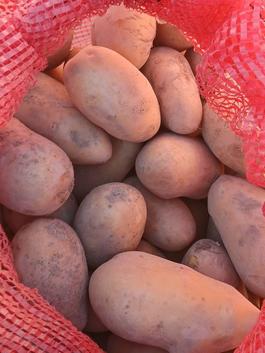 Продам картошку . Семенную