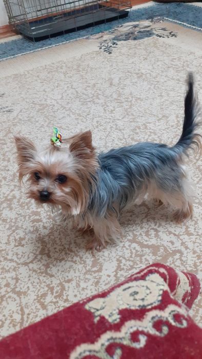 миничка йоркширский терьер. Кобель. Вязка