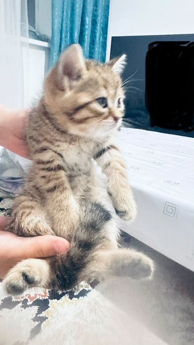 Шотландская прямоухая кошка