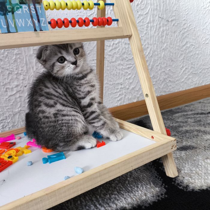 Продам котят. Вислоухие