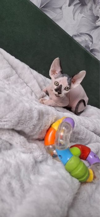 Котик донского сфинкса