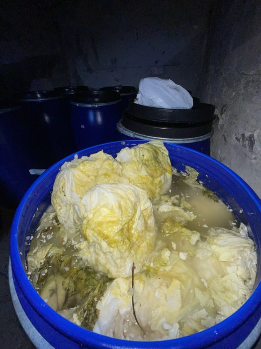 Vand varza soi “Buzau”