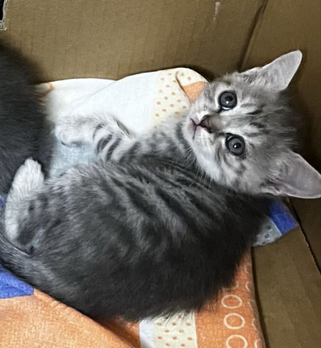 Веслоухие котята