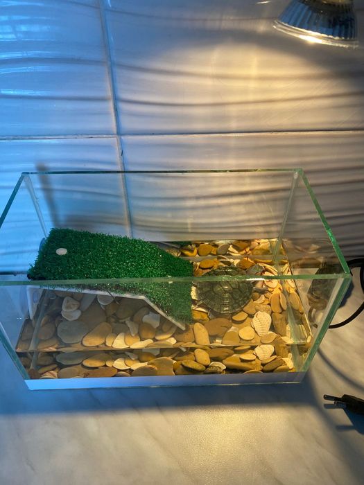 Продам черепашку с аквариумом