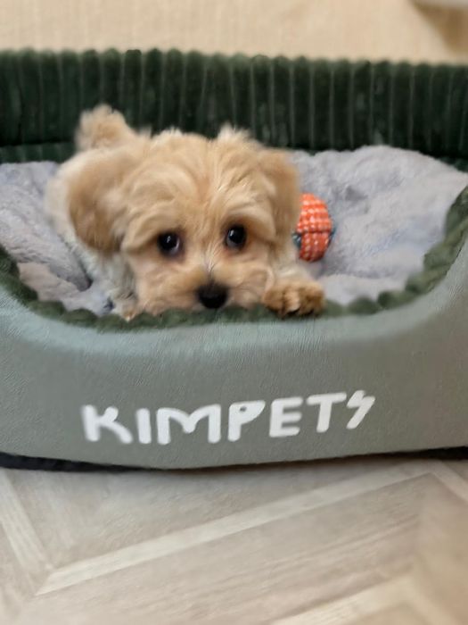 Мальтипу щенки мальчики