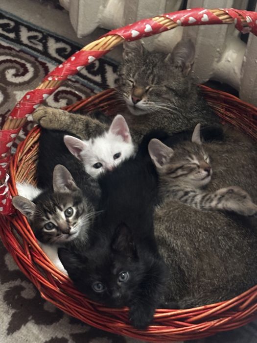 Котенки мальчики и девочки