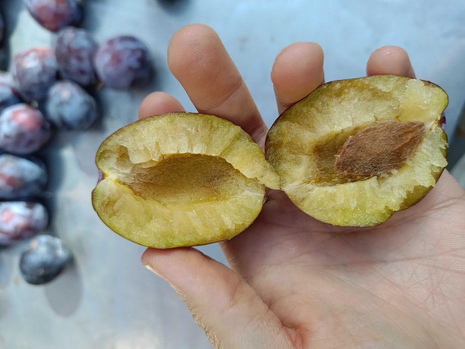 Prune de masa si gem, ofer seriozitate maxima