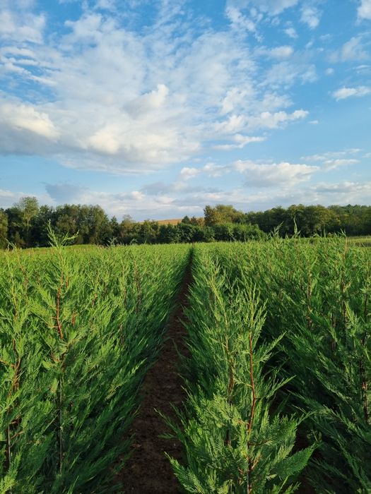 Chiparos Leyland altoit