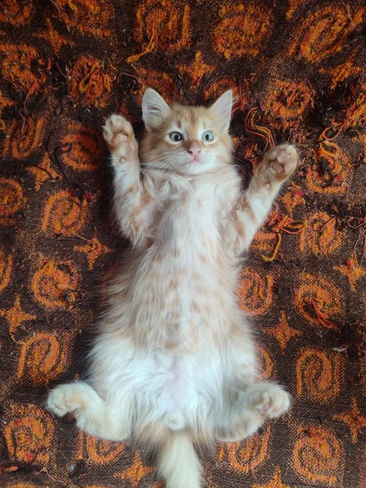 Подаряваме котета