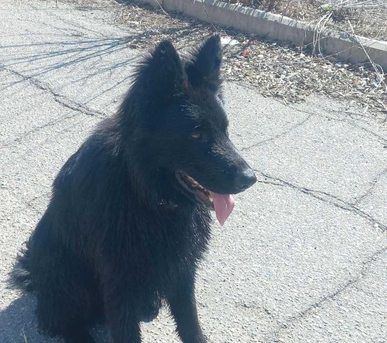 Девочка Овчарка немецкая