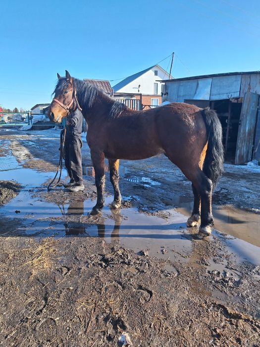 Продам жеребца табунного.