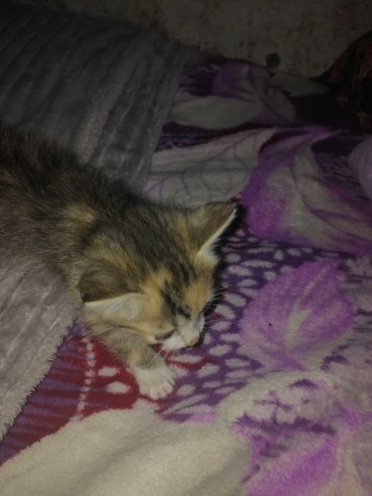 Отдам котят в добрые руки..