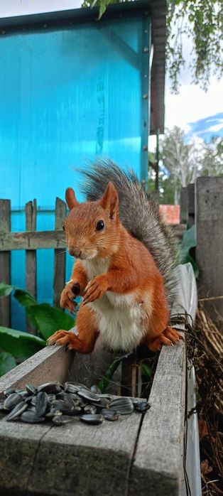 Дача энергетик2 ,в лесу ,тихое место