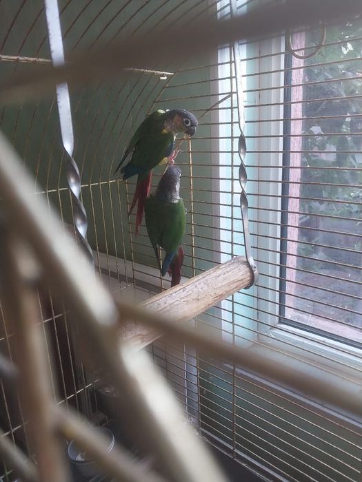 Рабочая пара попугаев.