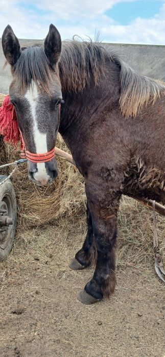 Vând 3 manji cuminți
