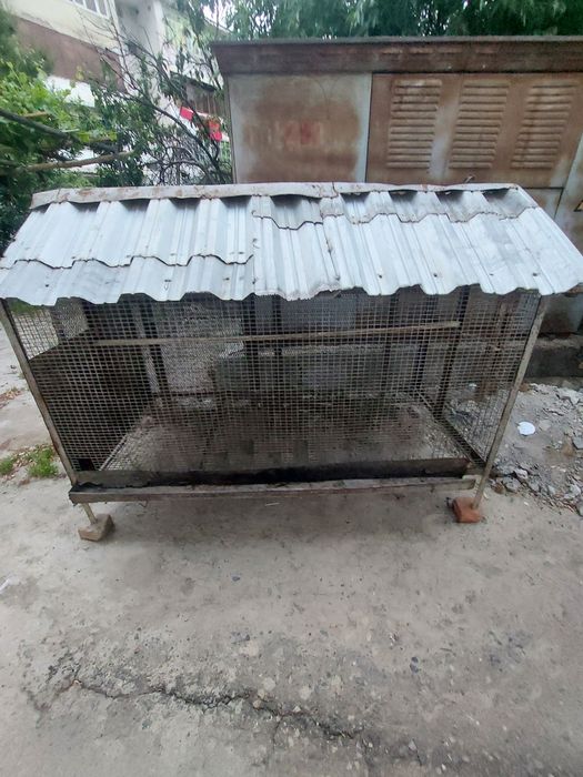 Tovuq katak sotiladi 10-15 ta tovuq uchun