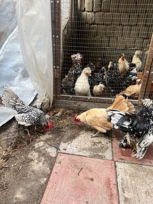 Хорозча Сбрайтлар сотилади