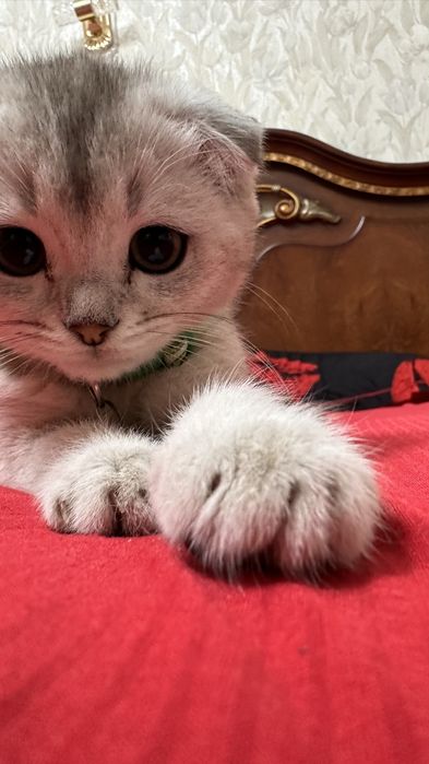 skotish fold 3 oylik mushuk