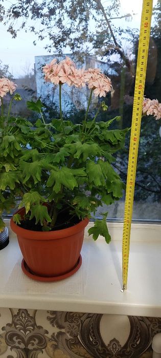 Герань с розовыми цветами