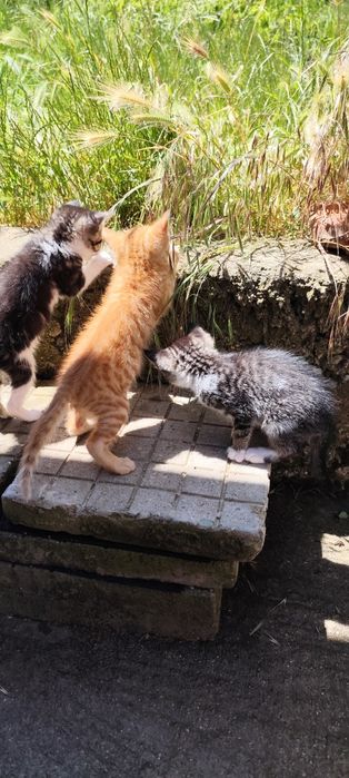 ПОДАРЯВАТ СЕ! 4 Мъжки 2 Женски котенца