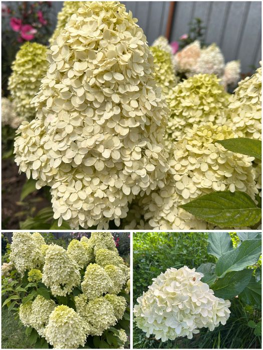 Садовые цветы в продаже