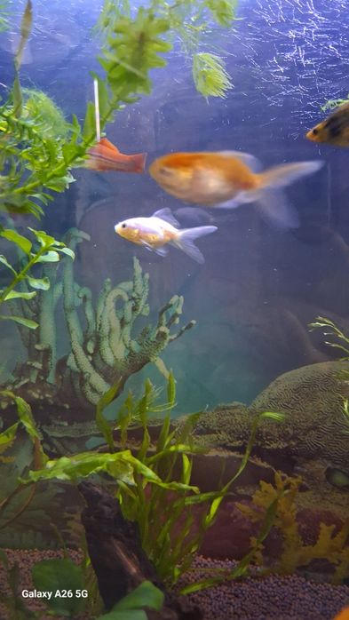 Продам золотых рыбок