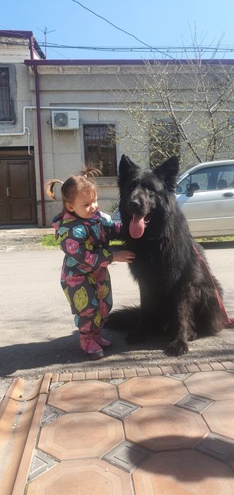 Воспитание вашего любимца