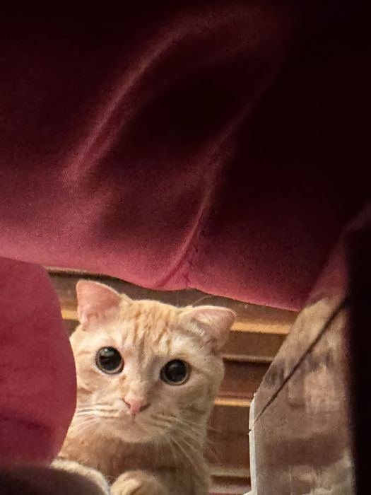 Отдам хорошие руки