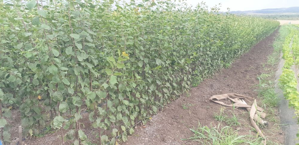 Pomi fructiferi altoiti en gross