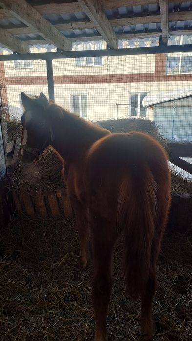 Продам кобылку 9 месяцев.