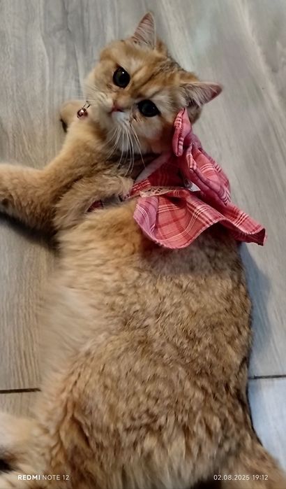 Золотая шиншилла чистая парода