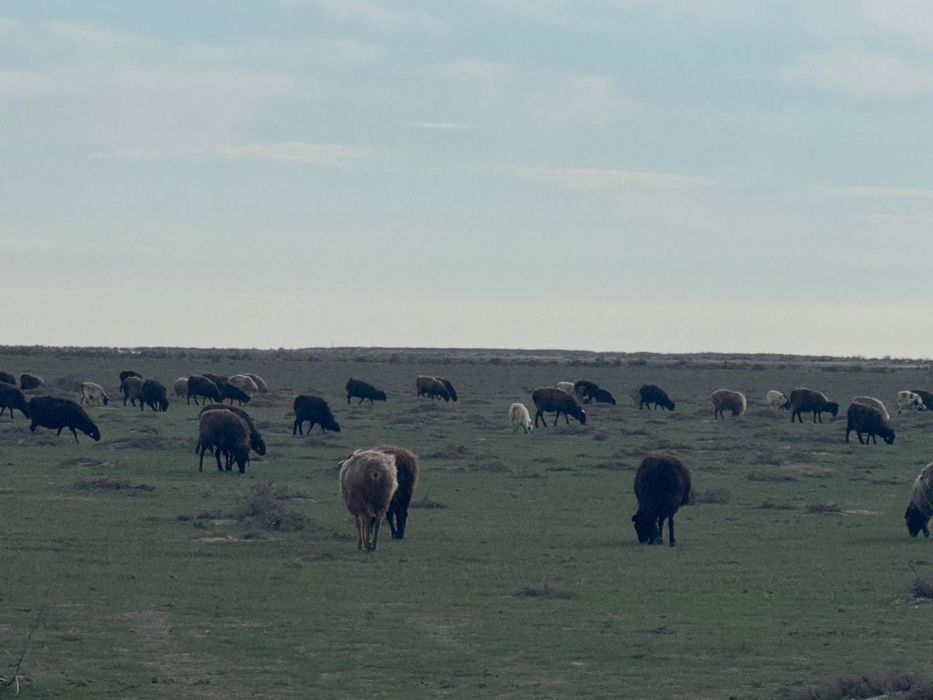 Қозылы қойлар сатылады