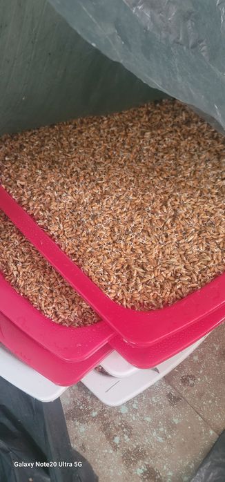 Undirilgan bugdoy gidraponika