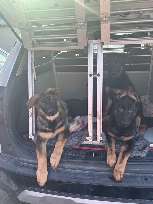 Щенки немецкой овчарки