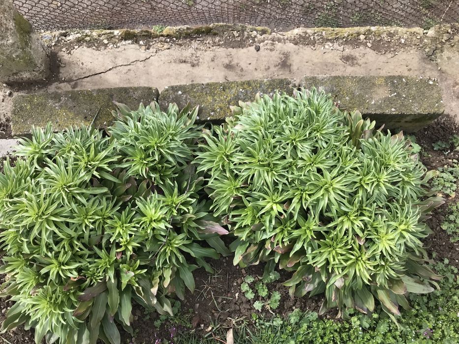 Градинско цвете бял Лилиум - бял Крем Lilium candidum