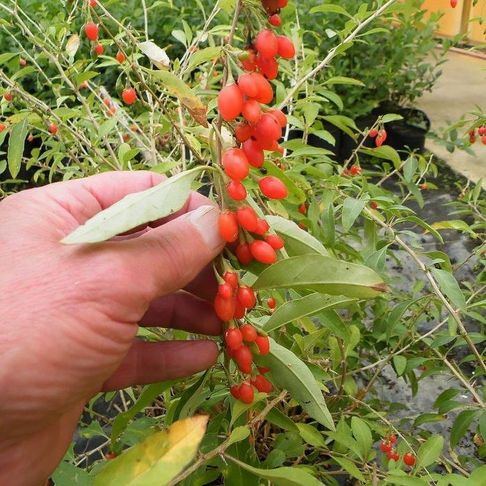 Goji butasi годжи