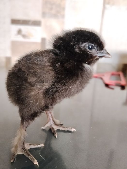 Продам цыплят из под квочки