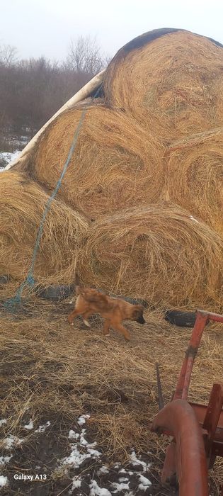 Baloti mari de FAN 180/120 mărime