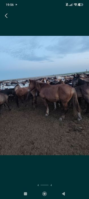 Продам кобыла тяжеловоз советский