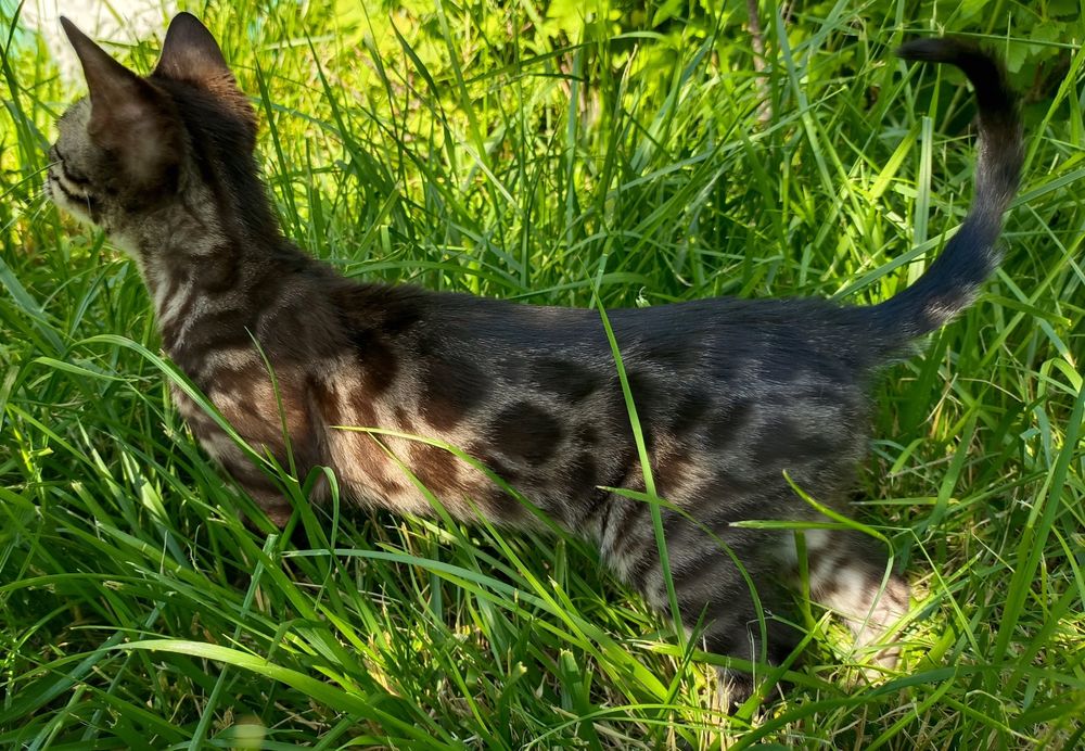 Котик окраса уголь