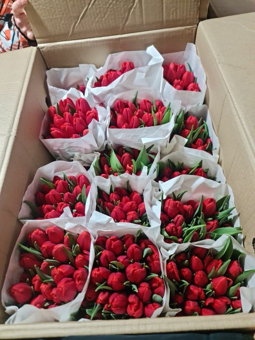 Тюльпаны местные теплица