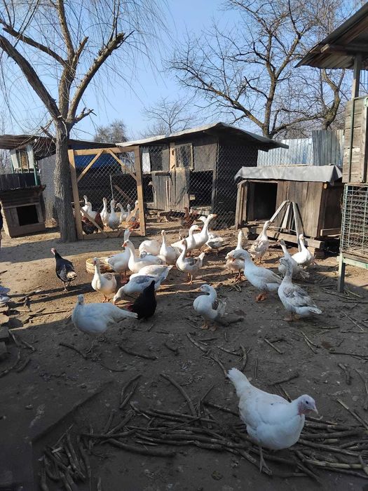 Vând gâște vi sau sacrificate