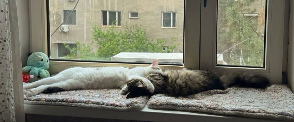 Отдам двух котят в добрые руки