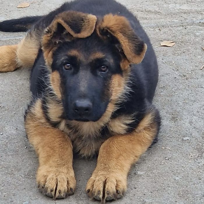 Щенки немецкой овчарки