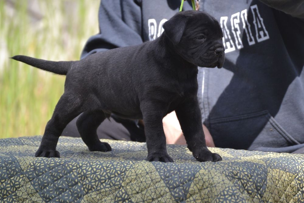 Cane Corso Cuib cu pedigree