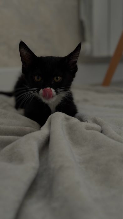 Котёнок ищет дом