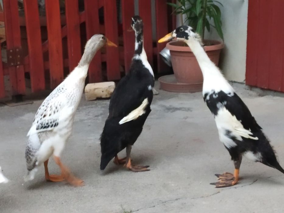 Rete indiene alergătoare