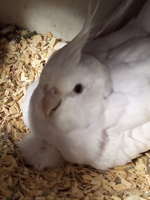 Продам рабочую пару карел