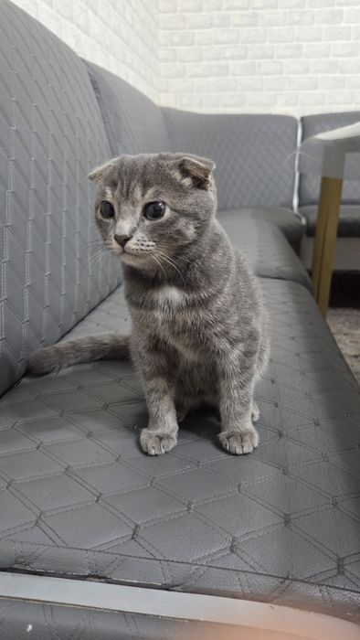 Шотландский вислоухий котик